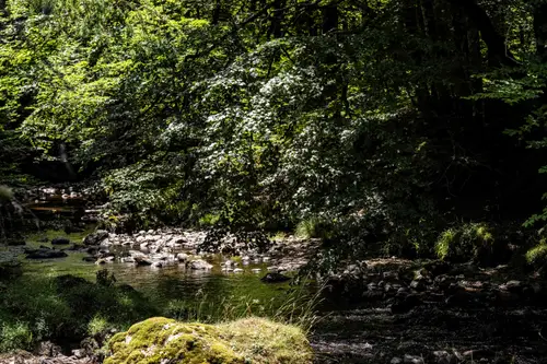 Rivière en forêt ombragée